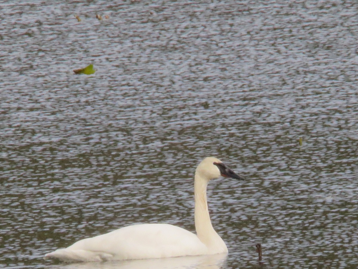 Trumpeter Swan - ML612813835