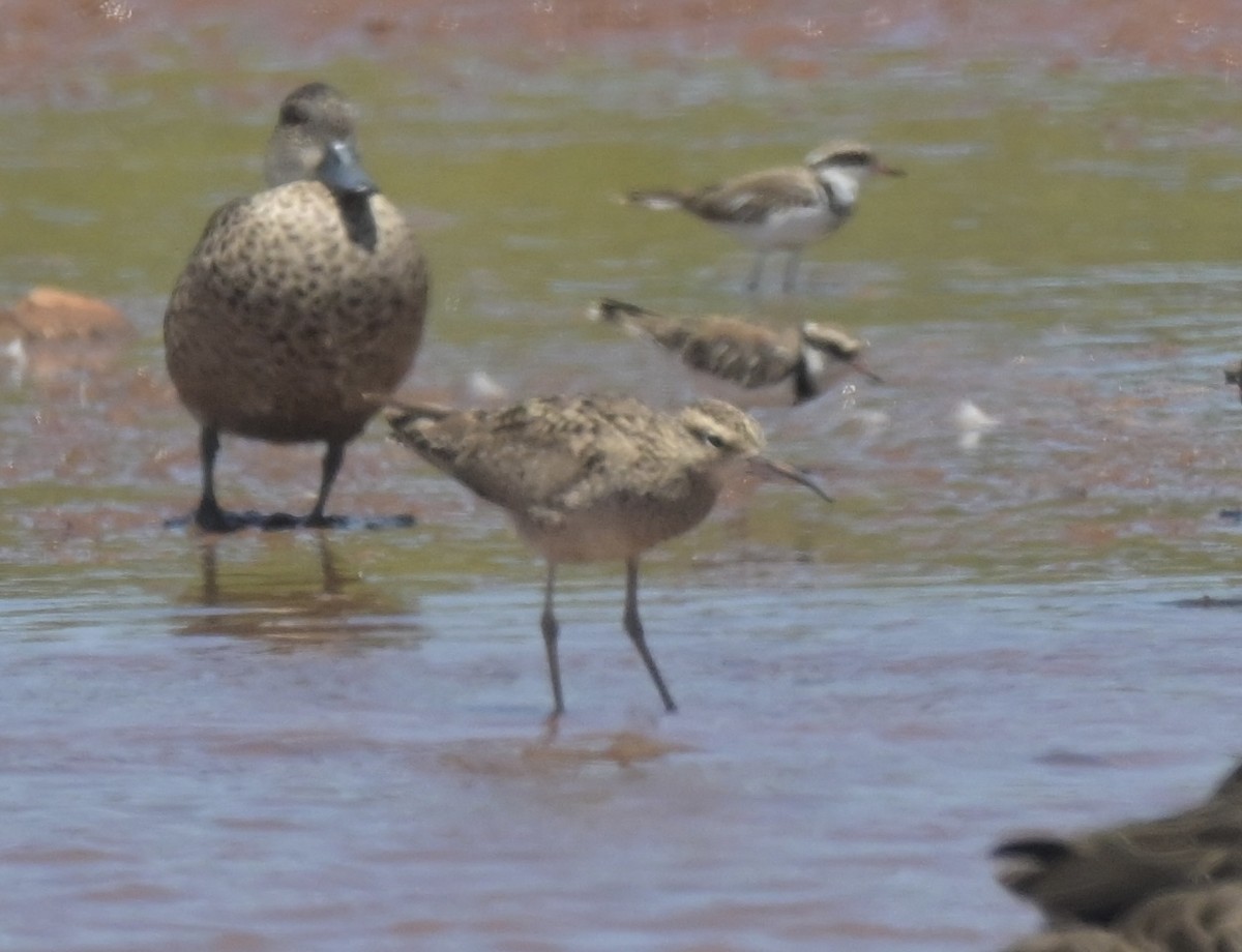 Little Curlew - ML612813836