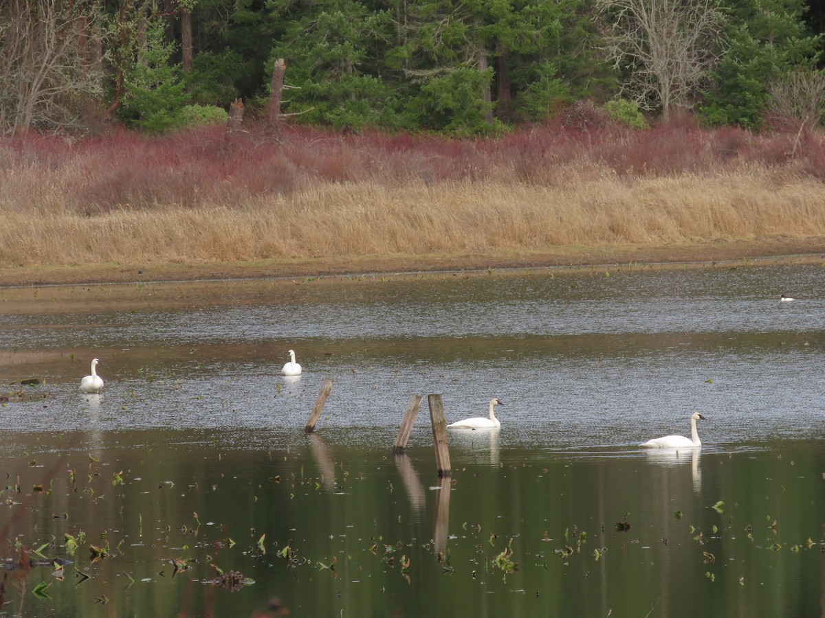 Trumpeter Swan - ML612813837