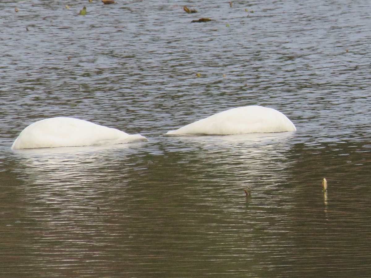 Trumpeter Swan - ML612813839