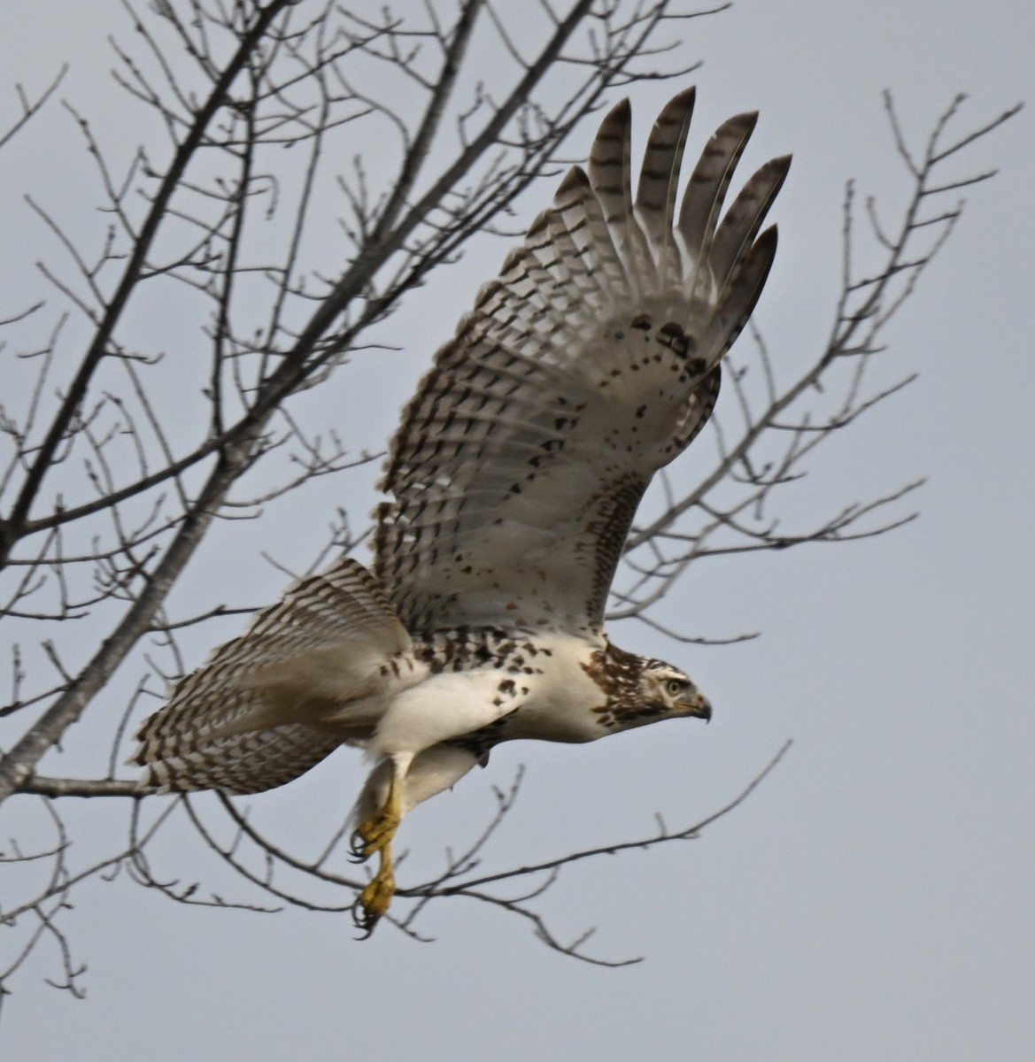 Red-tailed Hawk (Krider's) - ML612813878