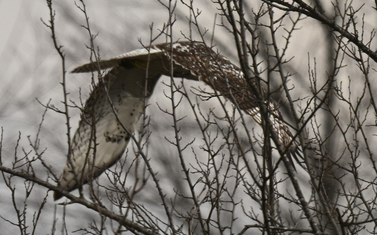 Red-tailed Hawk (Krider's) - ML612813880