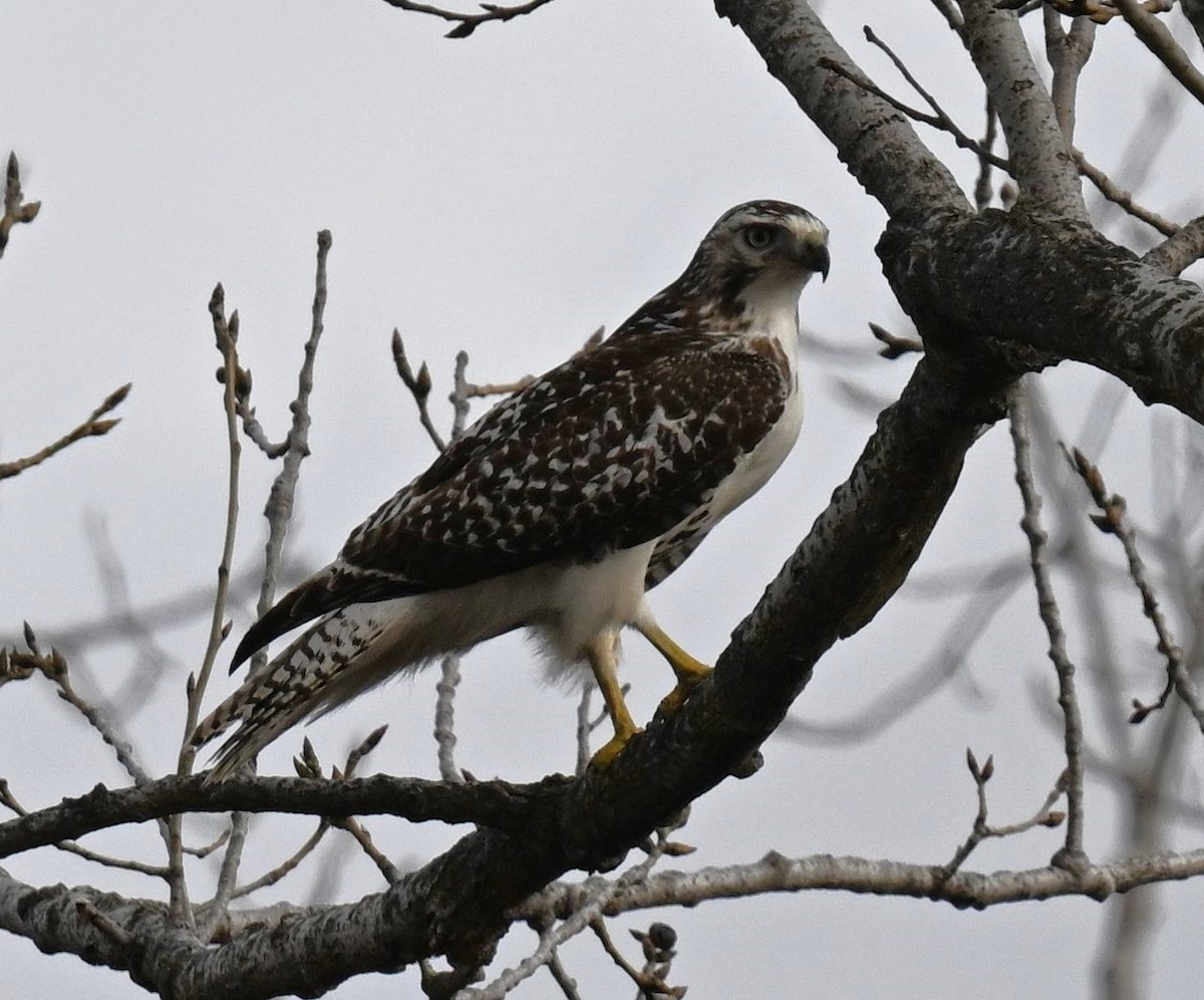 Red-tailed Hawk (Krider's) - ML612813881