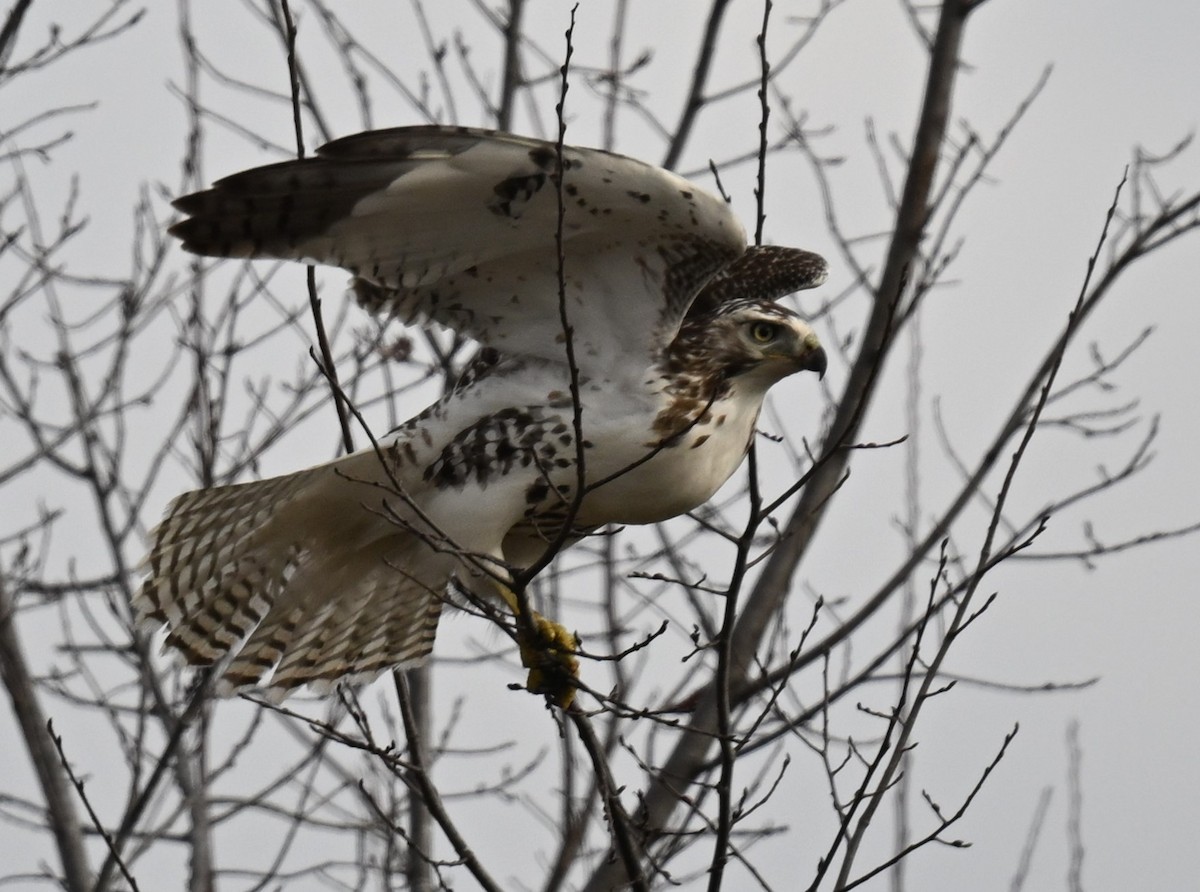 Red-tailed Hawk (Krider's) - ML612813882