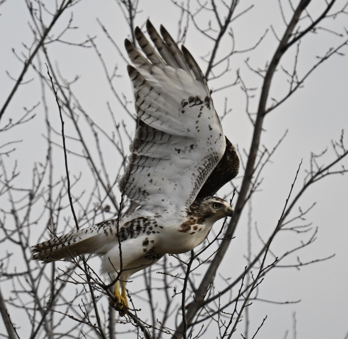 Red-tailed Hawk (Krider's) - ML612813883