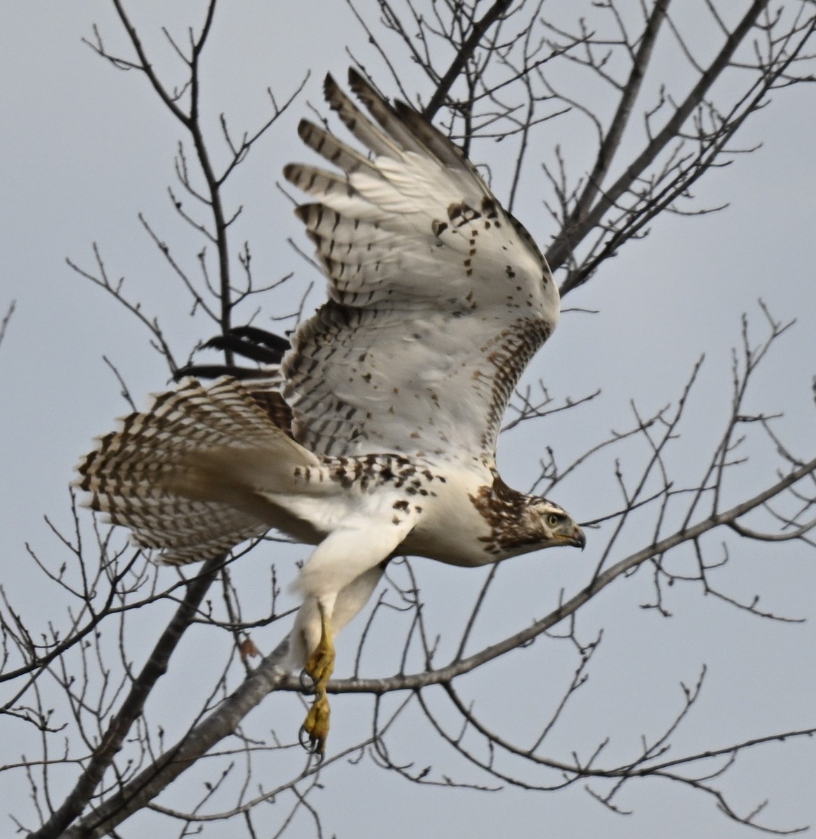 Red-tailed Hawk (Krider's) - ML612813885