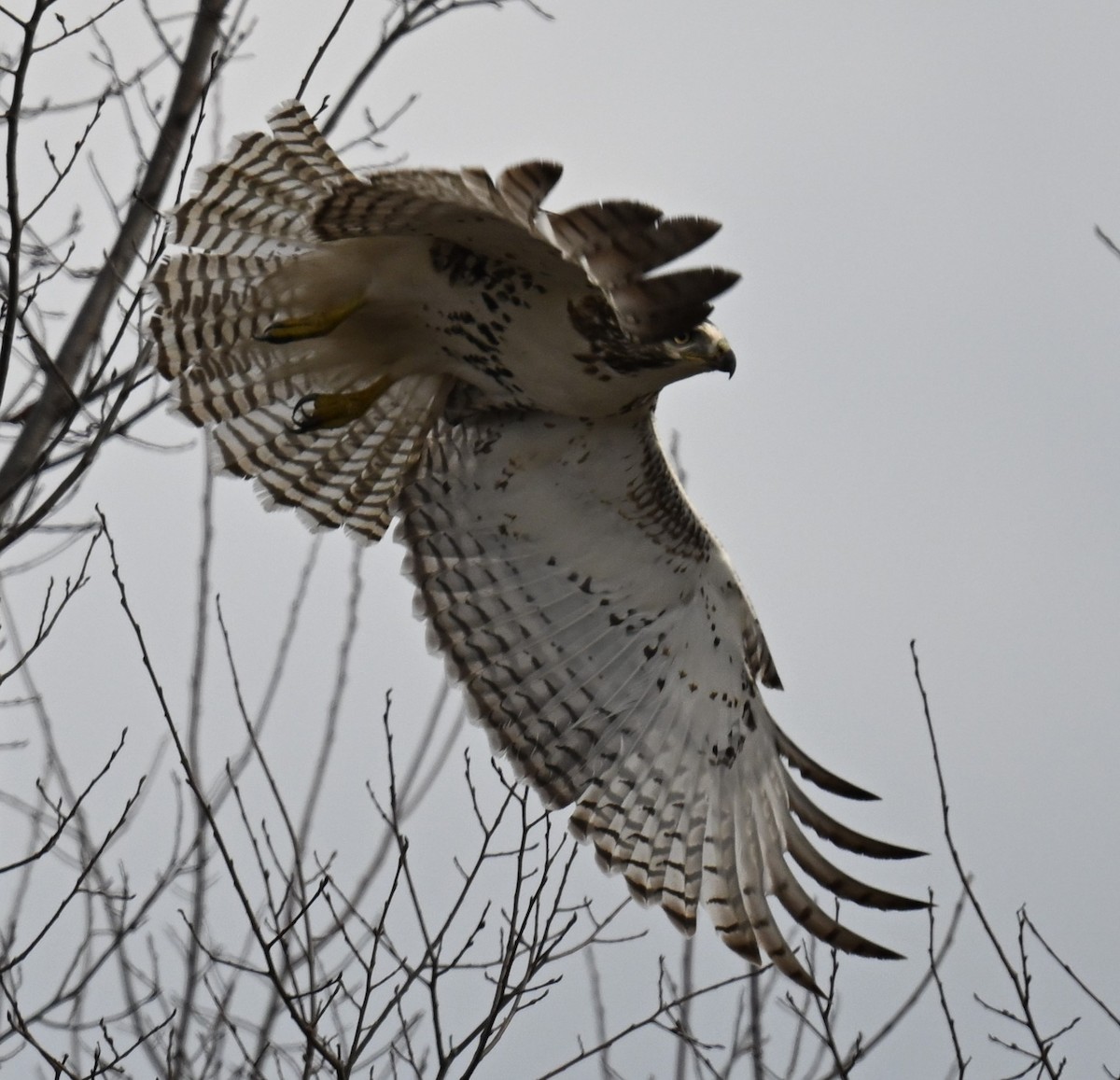 Red-tailed Hawk (Krider's) - ML612813886