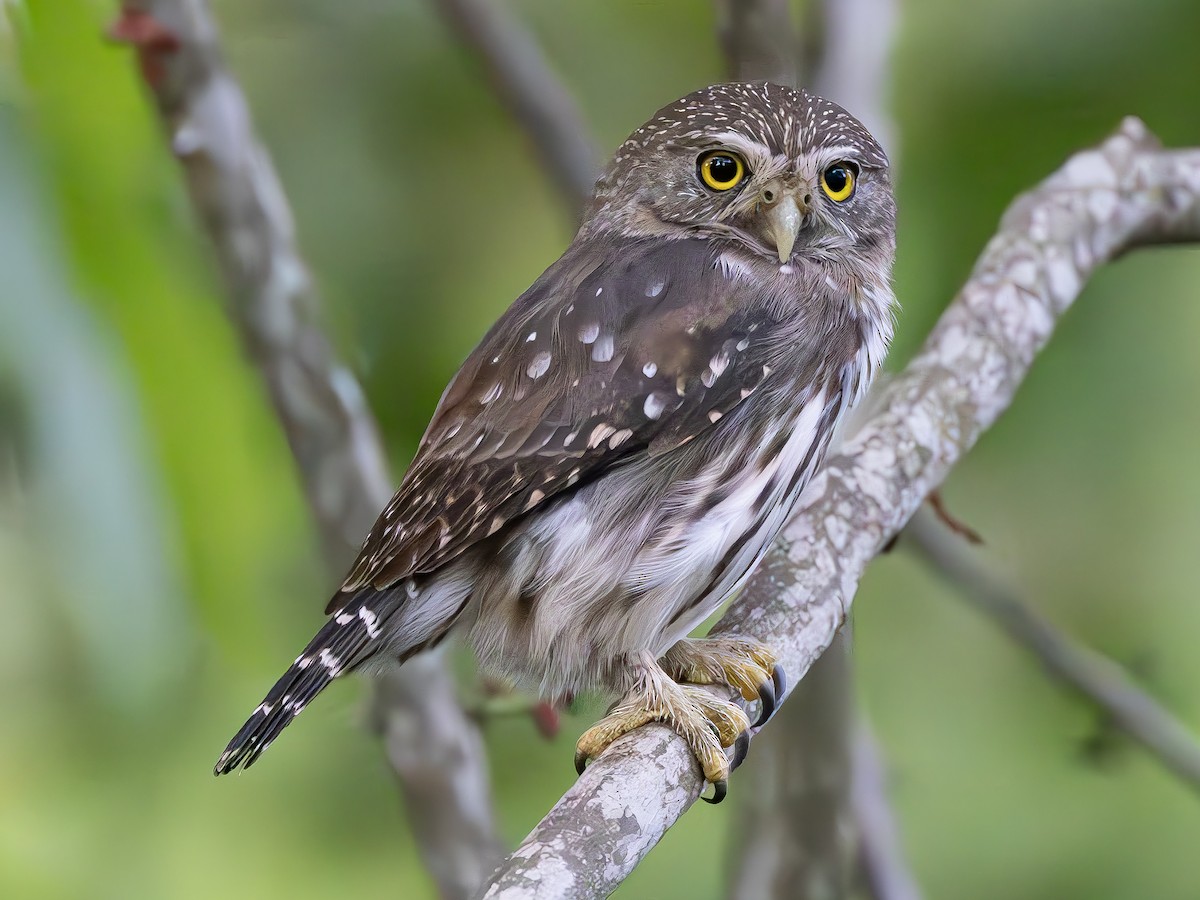 Ferruginous Pygmy-Owl - ML612813921