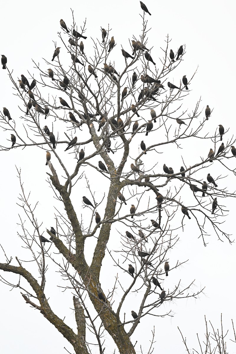 Rusty Blackbird - ML612813942