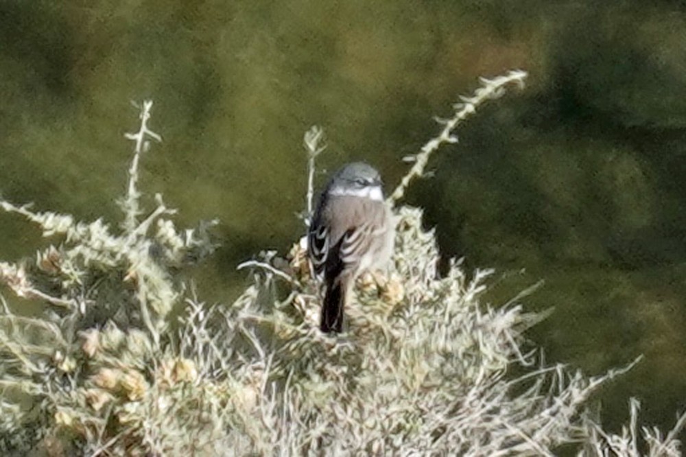 Sagebrush/Bell's Sparrow (Sage Sparrow) - ML612813963