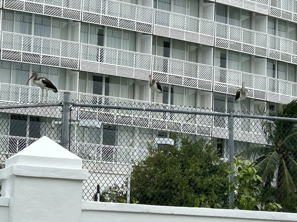 ibis bílý - ML612813996