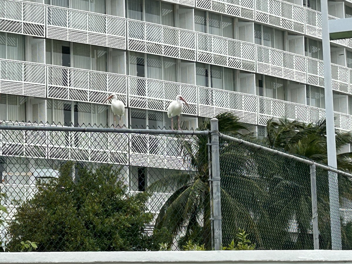 ibis bílý - ML612813997