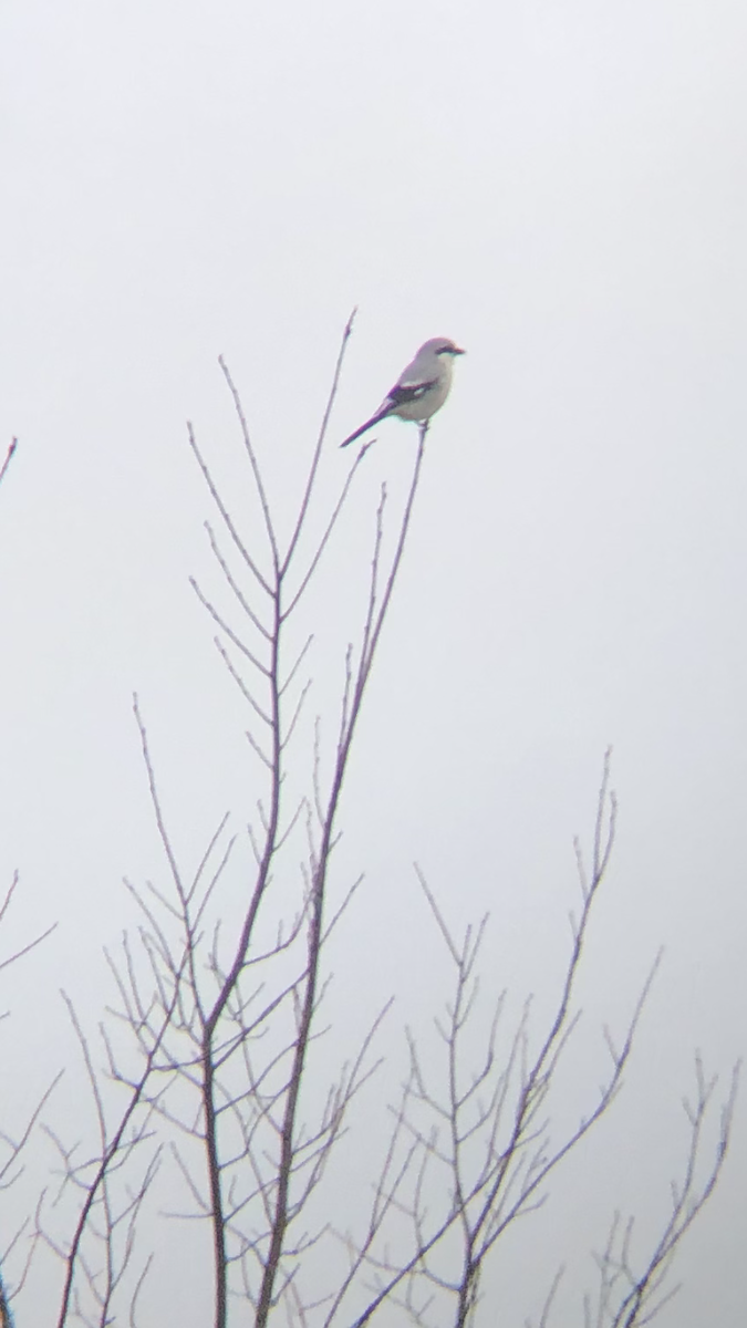 Northern Shrike - ML612814031