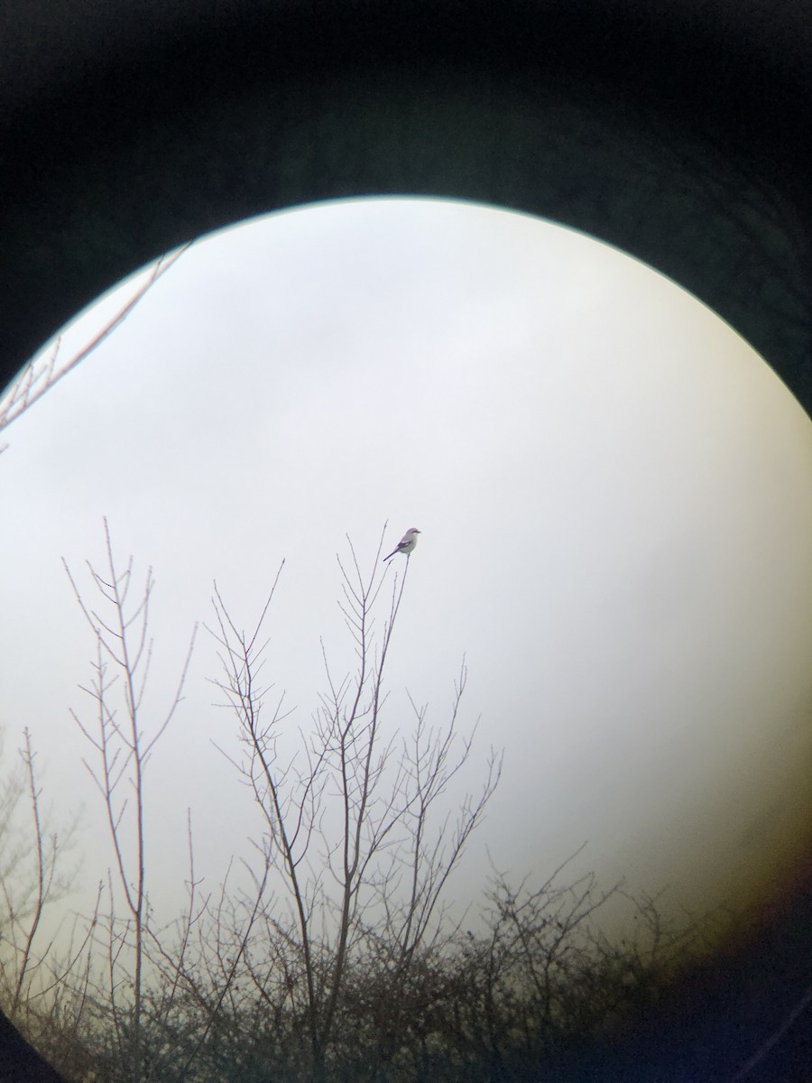 Northern Shrike - ML612814032