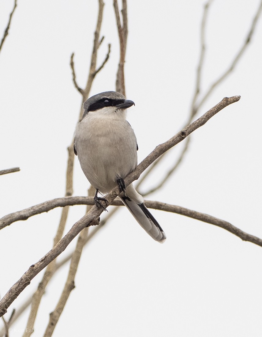 Loggerhead Shrike - Ken Ealy