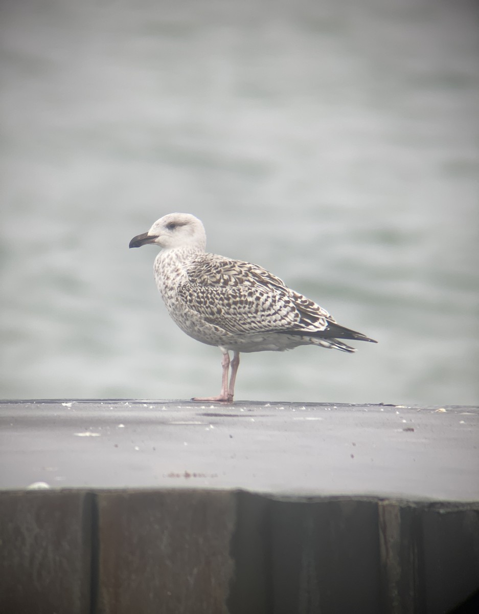 Great Black-backed Gull - ML612814065