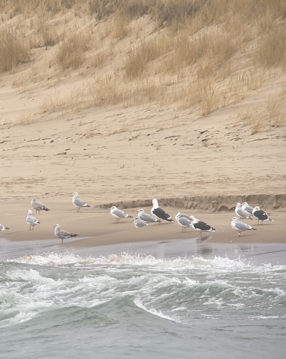 Great Black-backed Gull - ML612814066