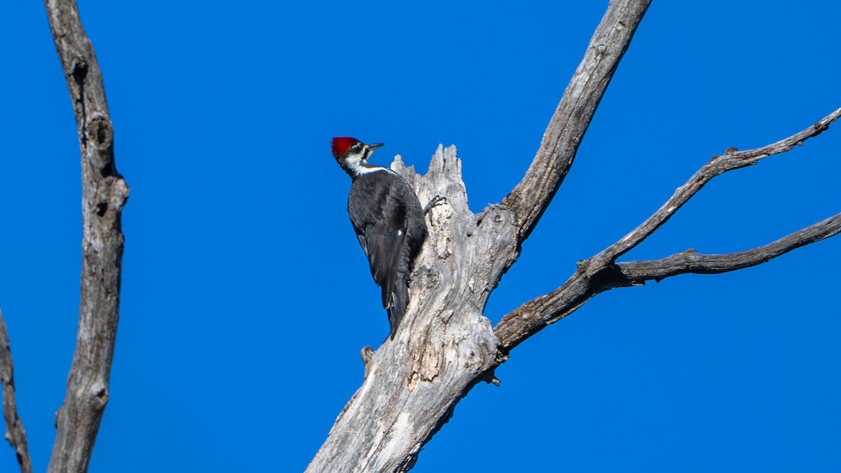 Pileated Woodpecker - ML612814083