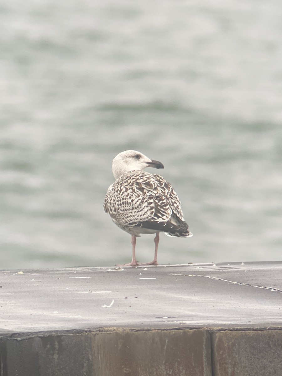 Great Black-backed Gull - ML612814087