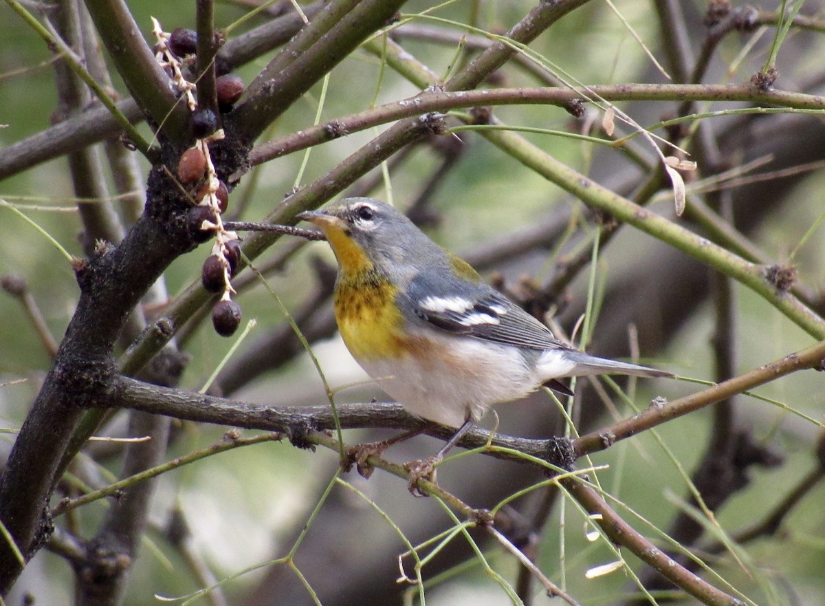 Northern Parula - ML612814117