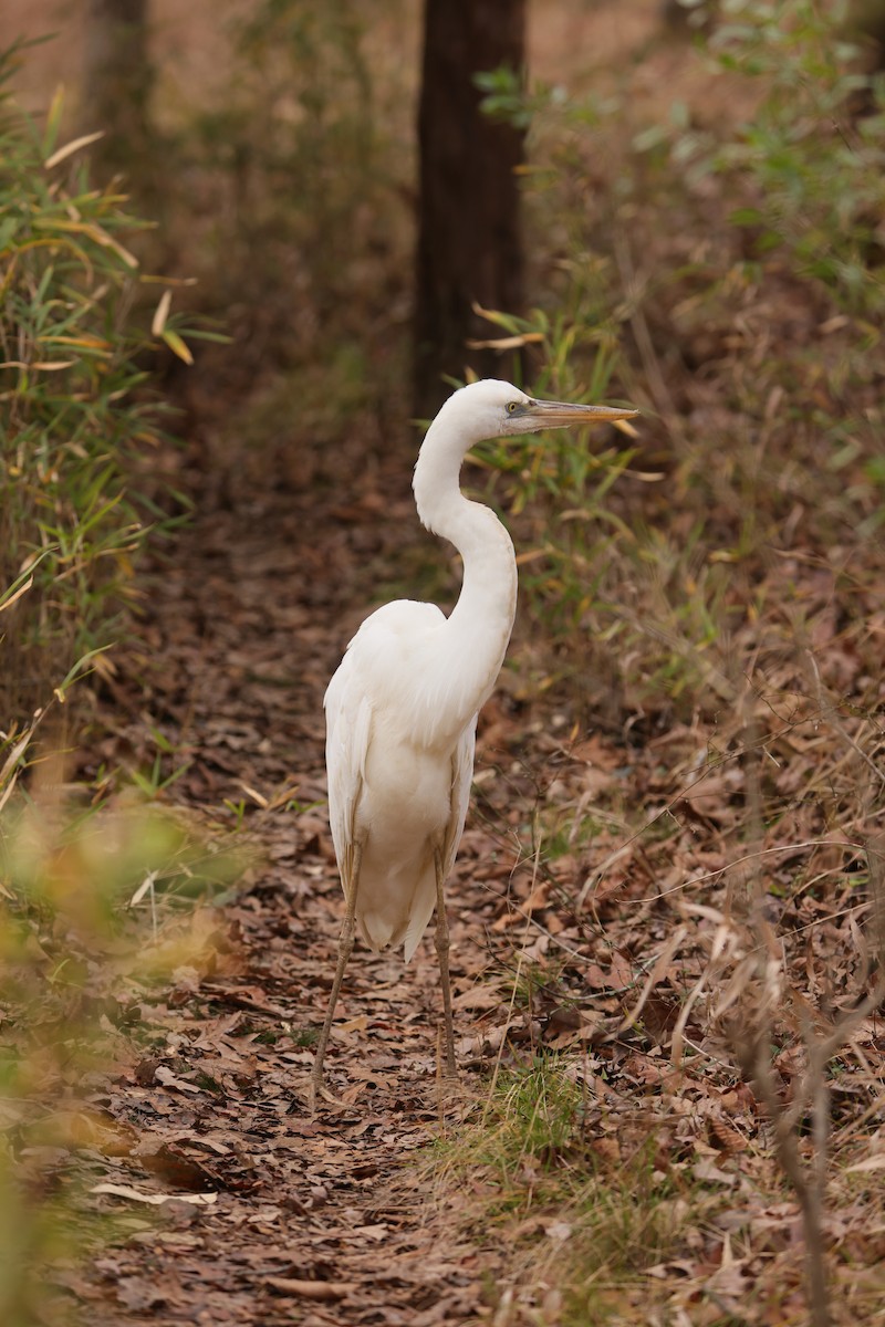 Great Blue Heron (Great White) - ML612814127