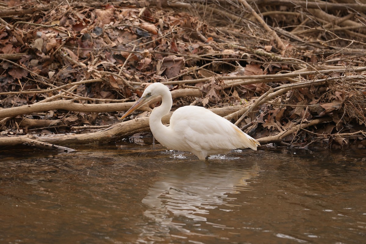 Great Blue Heron (Great White) - ML612814129