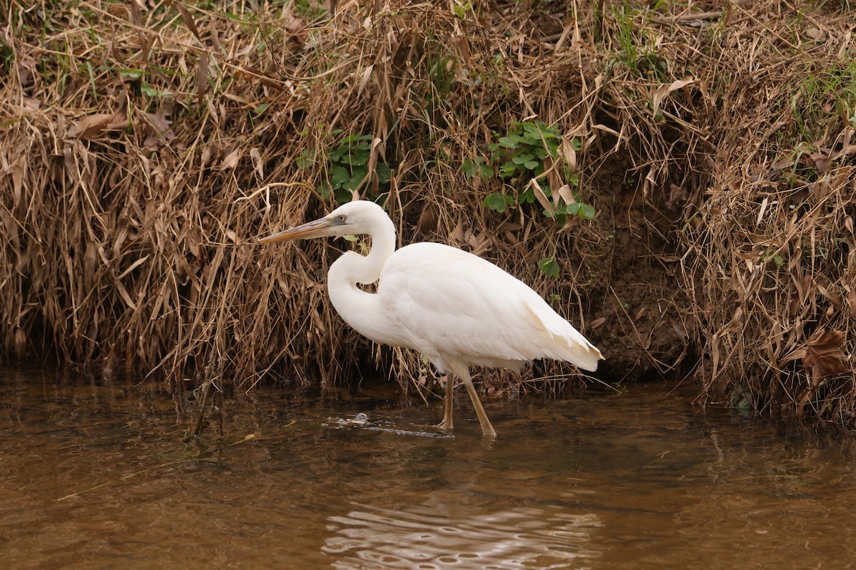 Great Blue Heron (Great White) - ML612814151