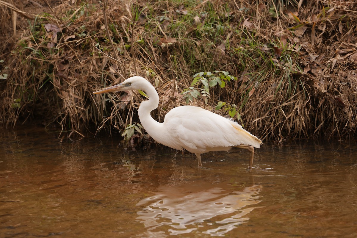 Great Blue Heron (Great White) - ML612814159