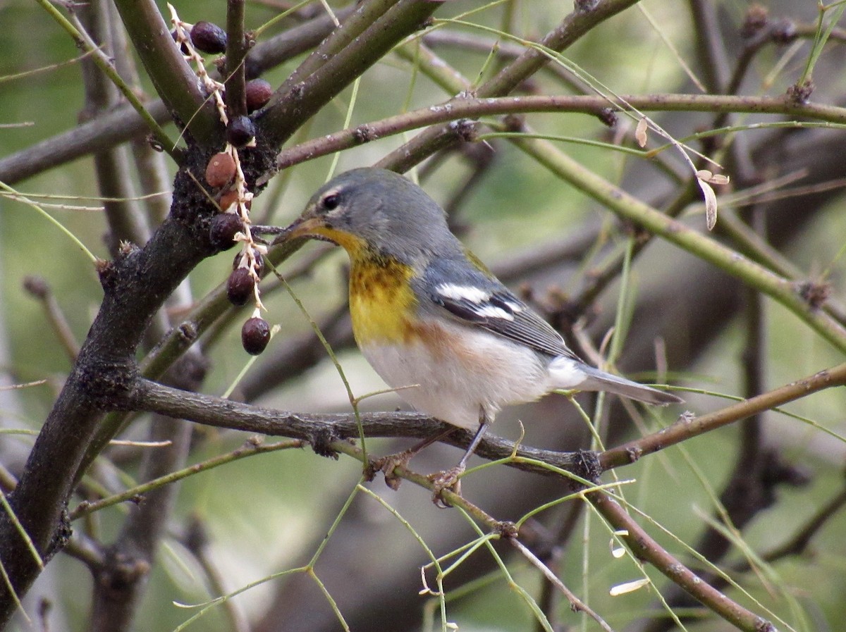 Northern Parula - ML612814162