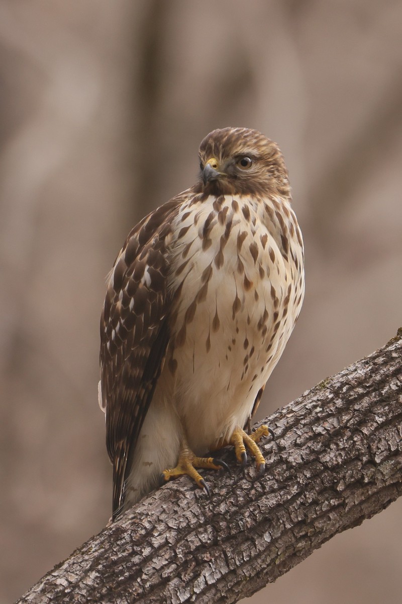 Red-shouldered Hawk - ML612814168