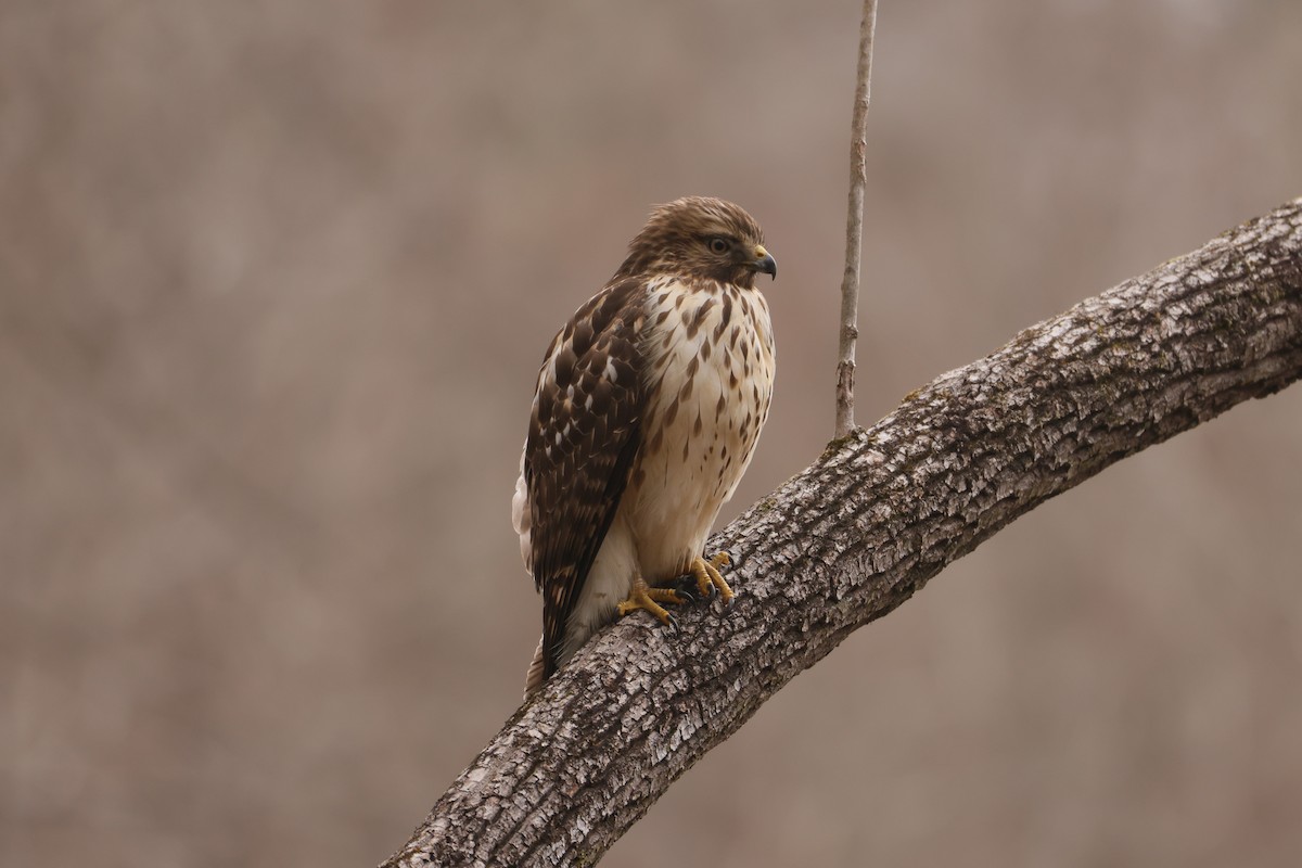 Red-shouldered Hawk - ML612814175
