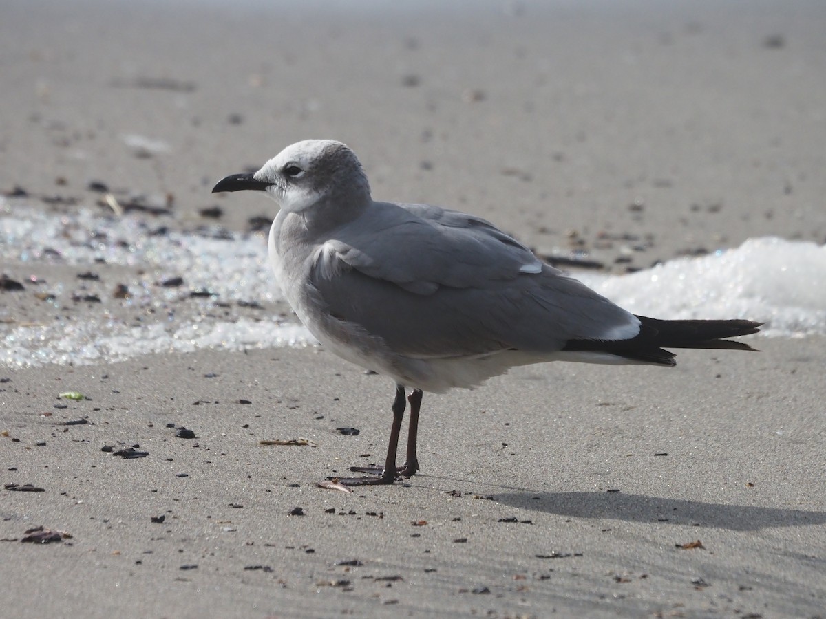 Laughing Gull - ML612814205