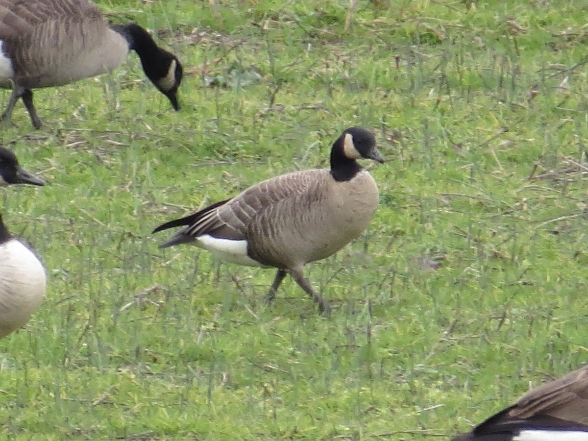 シジュウカラガン（hutchinsii） - ML612814252