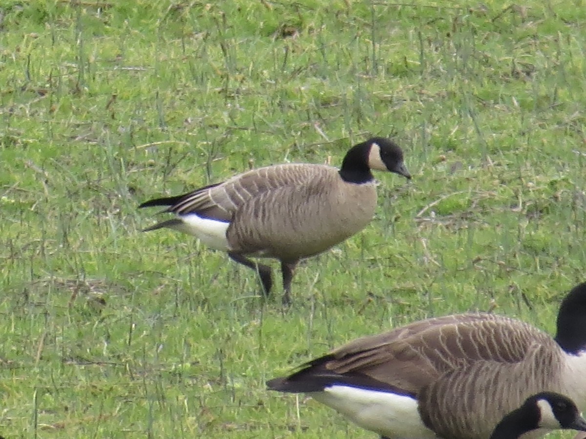 berneška malá (ssp. hutchinsii) - ML612814253