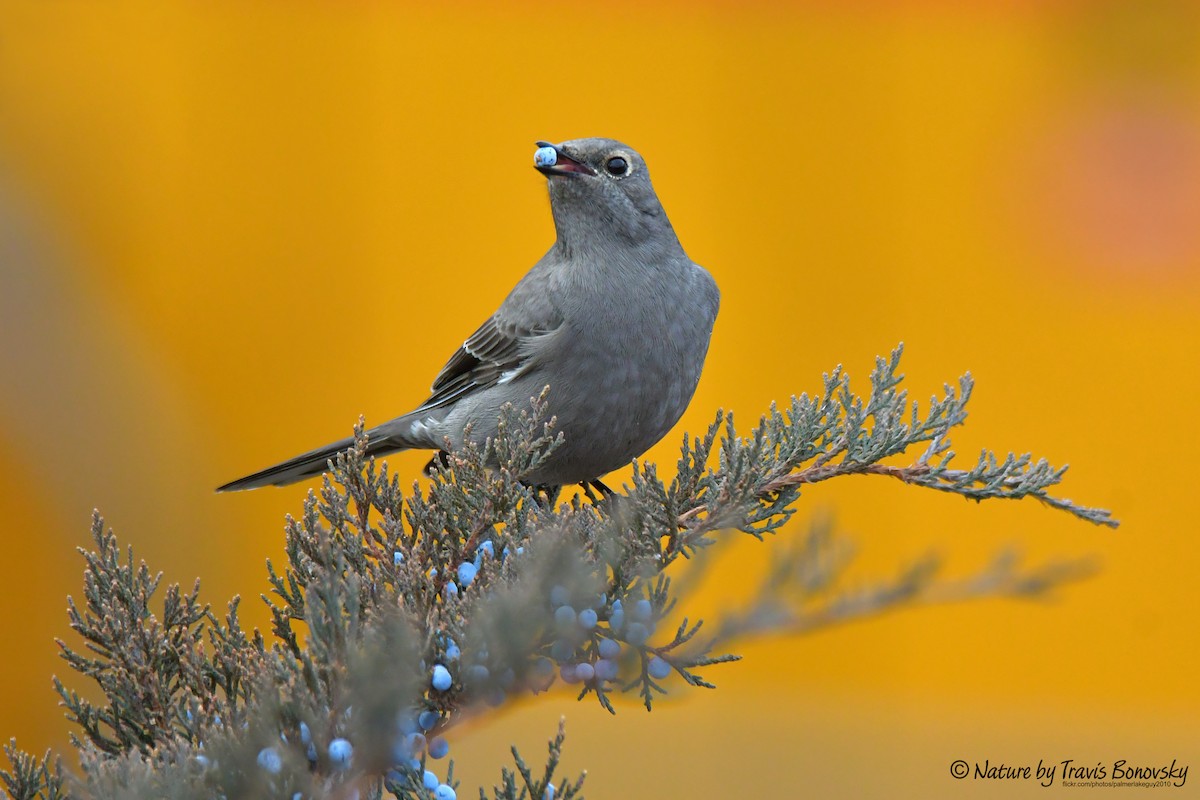 Townsend's Solitaire - ML612814262