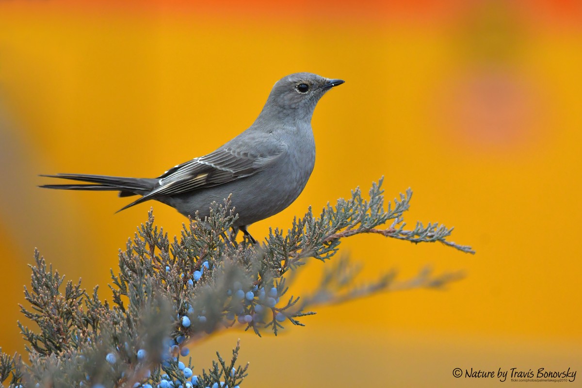 Townsend's Solitaire - ML612814263