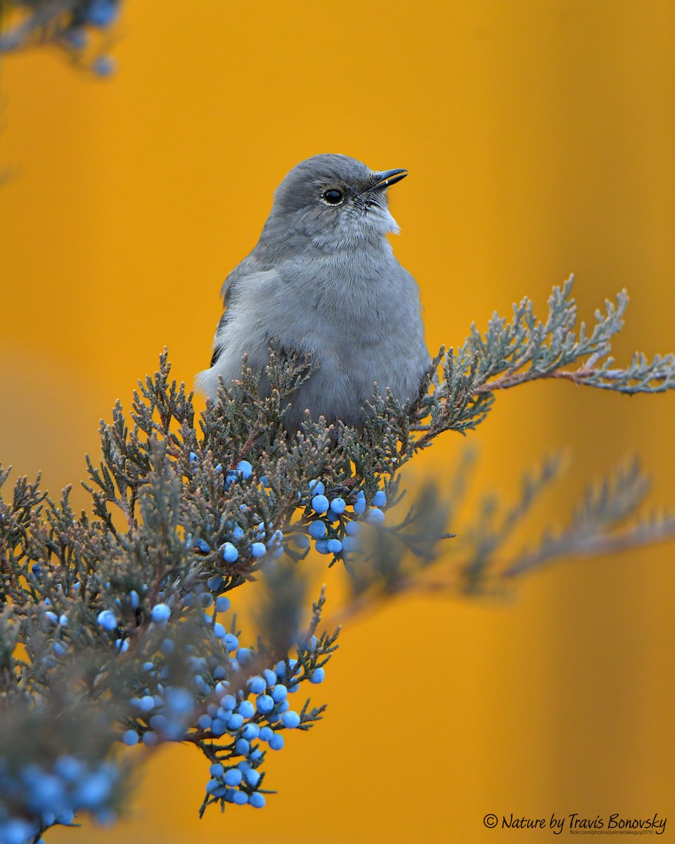 Townsend's Solitaire - ML612814265