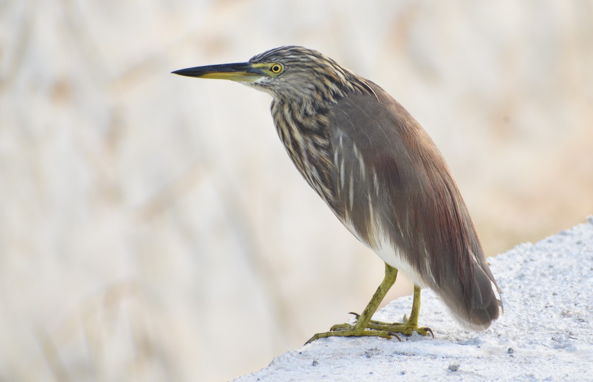 Indian Pond-Heron - ML612814274