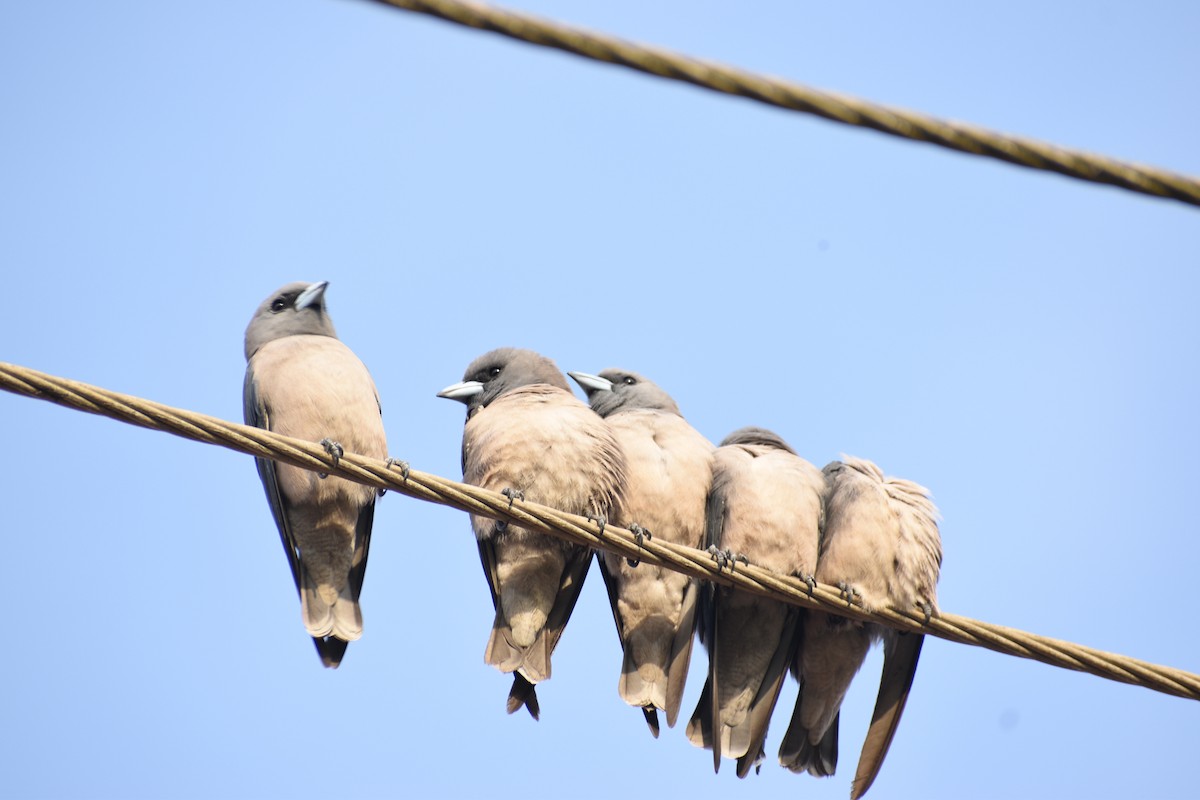 Ashy Woodswallow - ML612814283