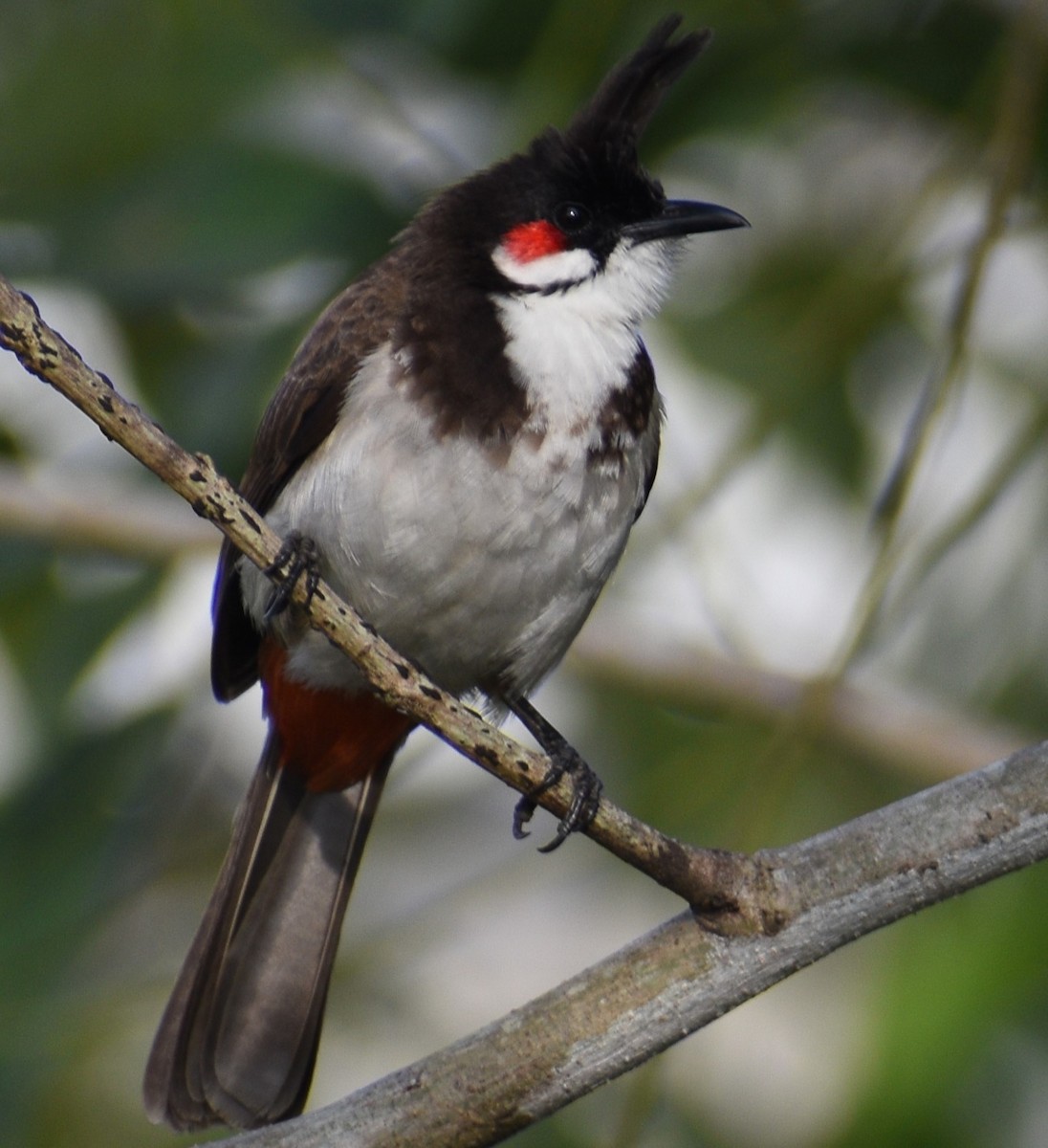 Red-whiskered Bulbul - ML612814296