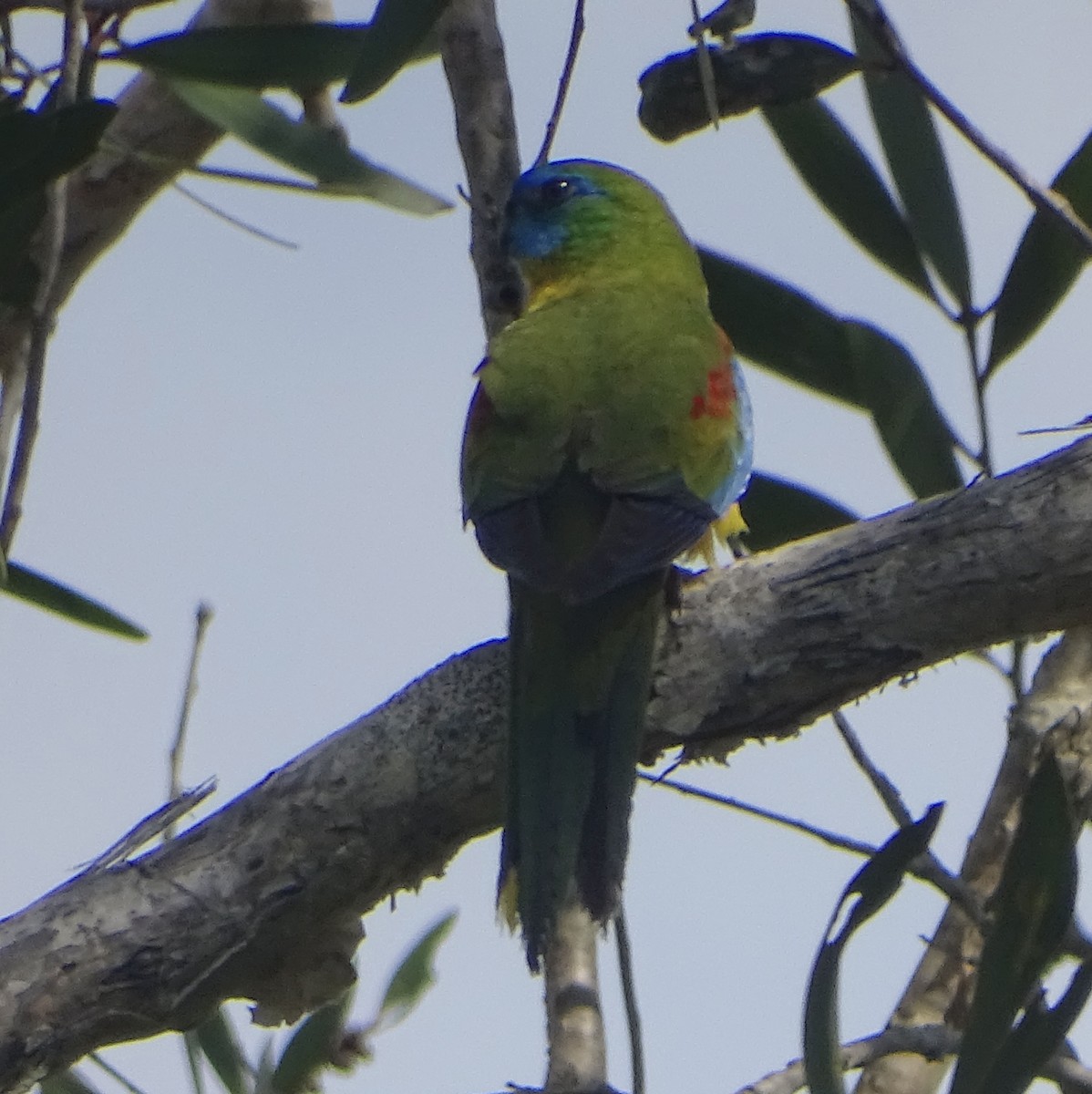 Turquoise Parrot - ML612814305