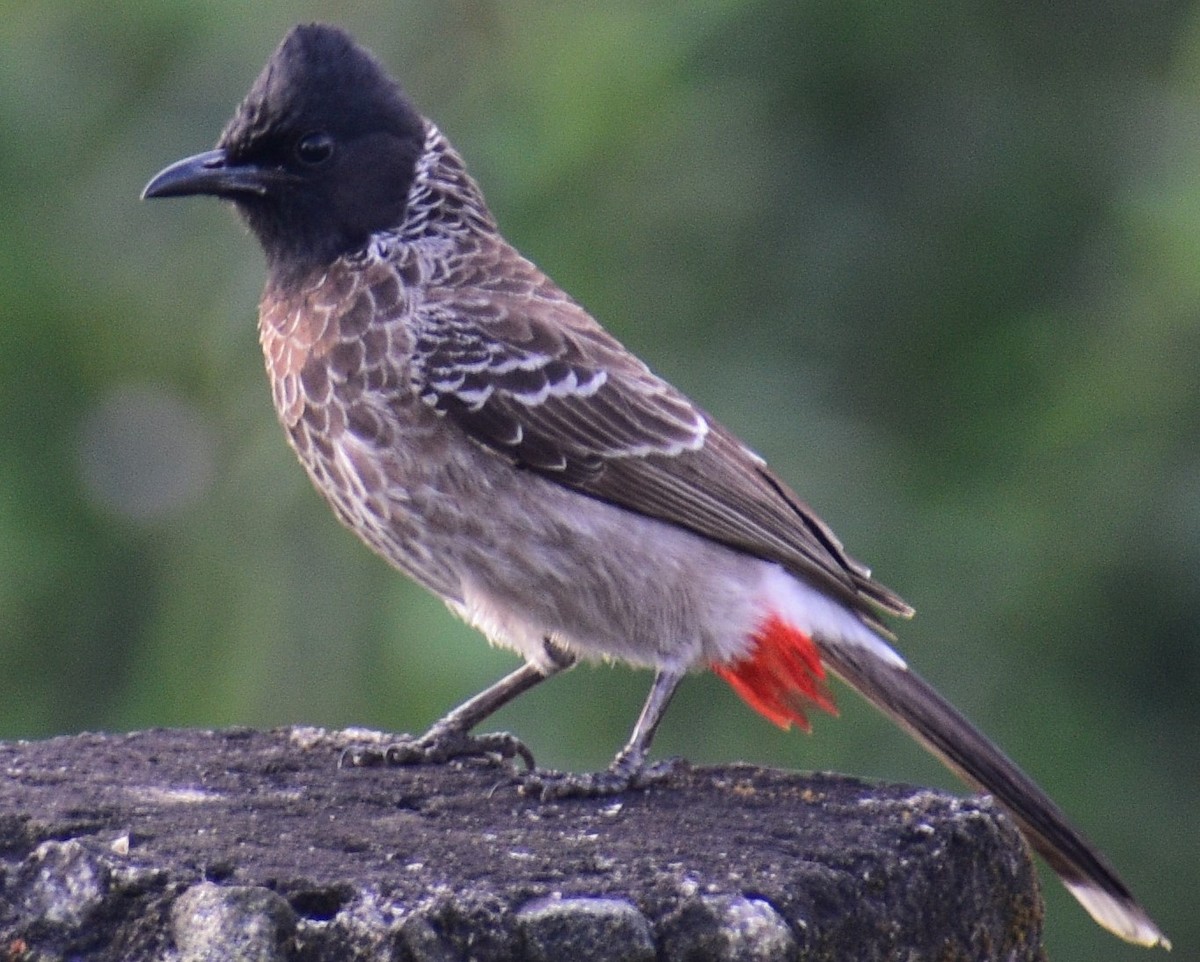 Bulbul à ventre rouge - ML612814306