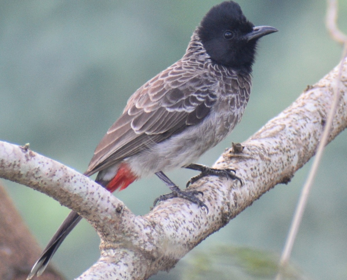 Bulbul à ventre rouge - ML612814312