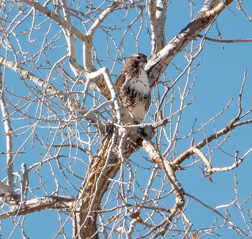 Red-tailed Hawk - ML612814320