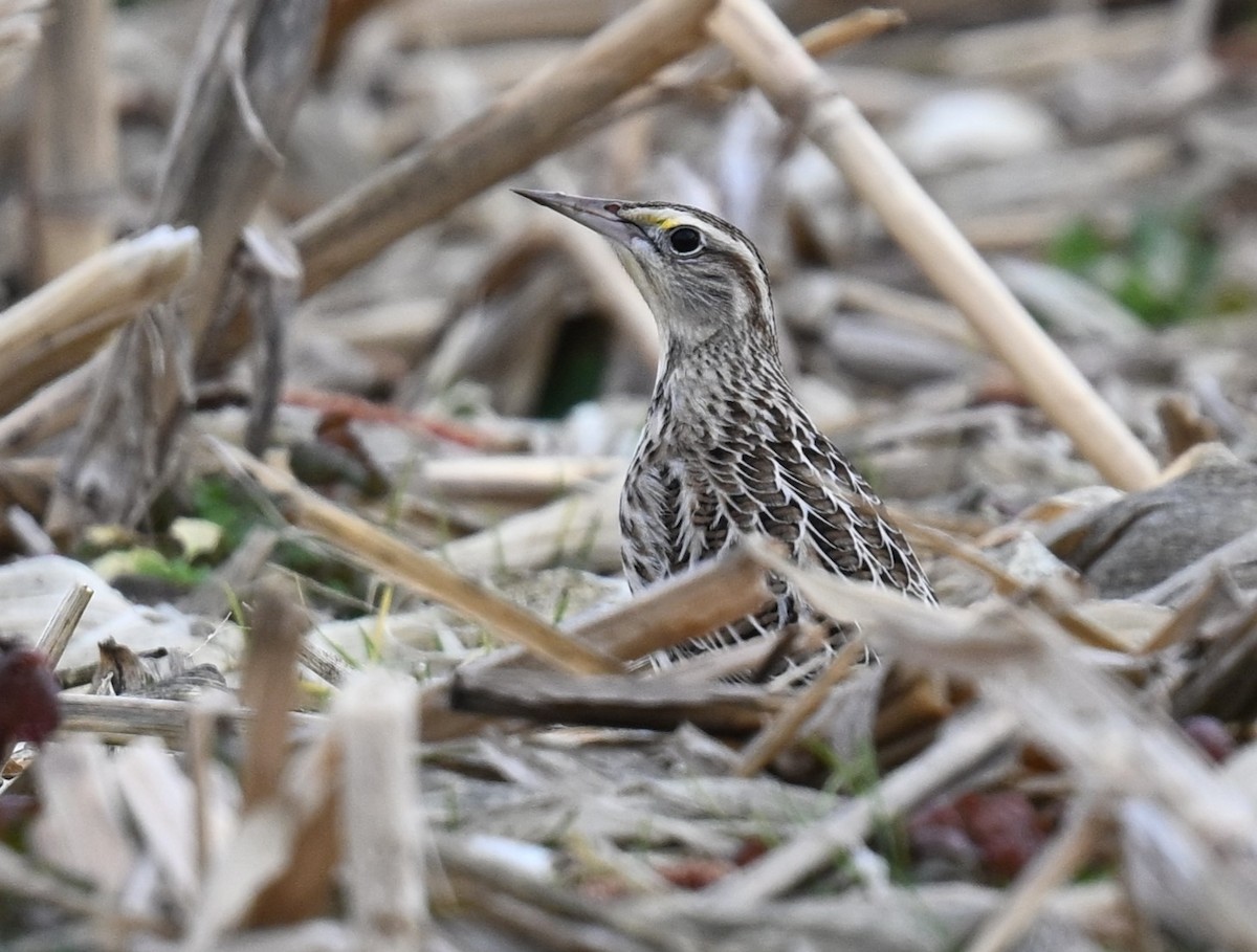 Western/Eastern Meadowlark - ML612814322