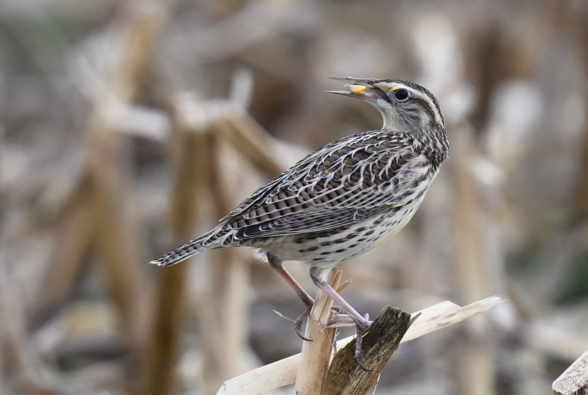 Western/Eastern Meadowlark - ML612814324