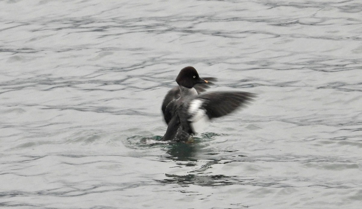 Common Goldeneye - ML612814329