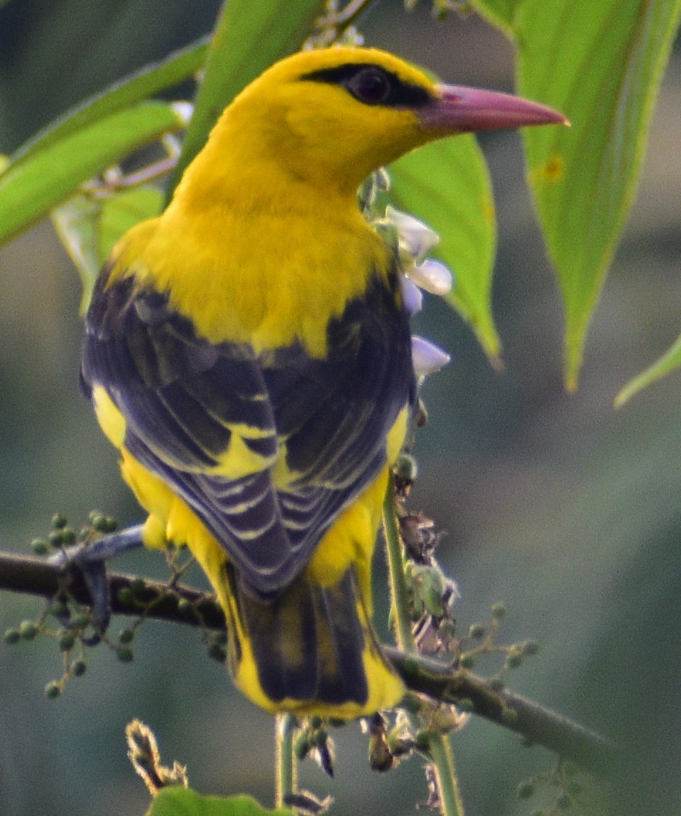 Indian Golden Oriole - George Kuriakose  Basil