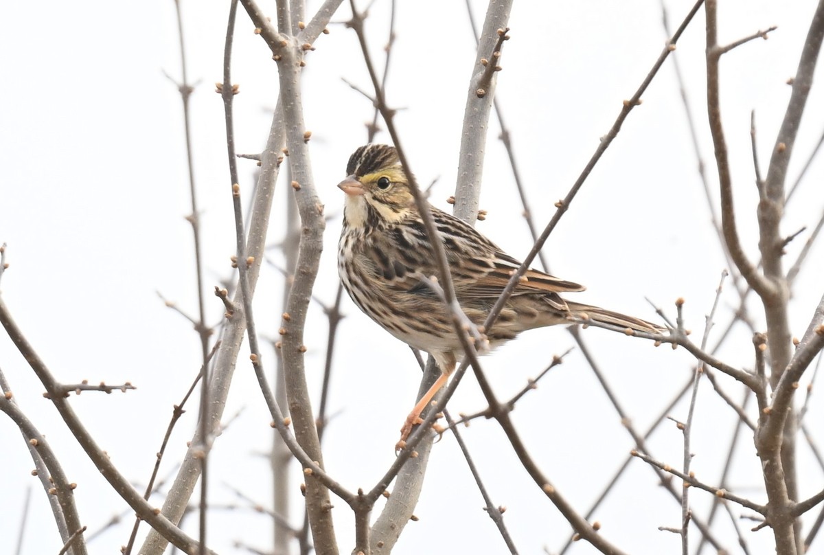 Savannah Sparrow - ML612814341