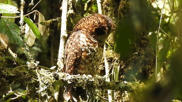 Rufous-banded Owl - ML612814358
